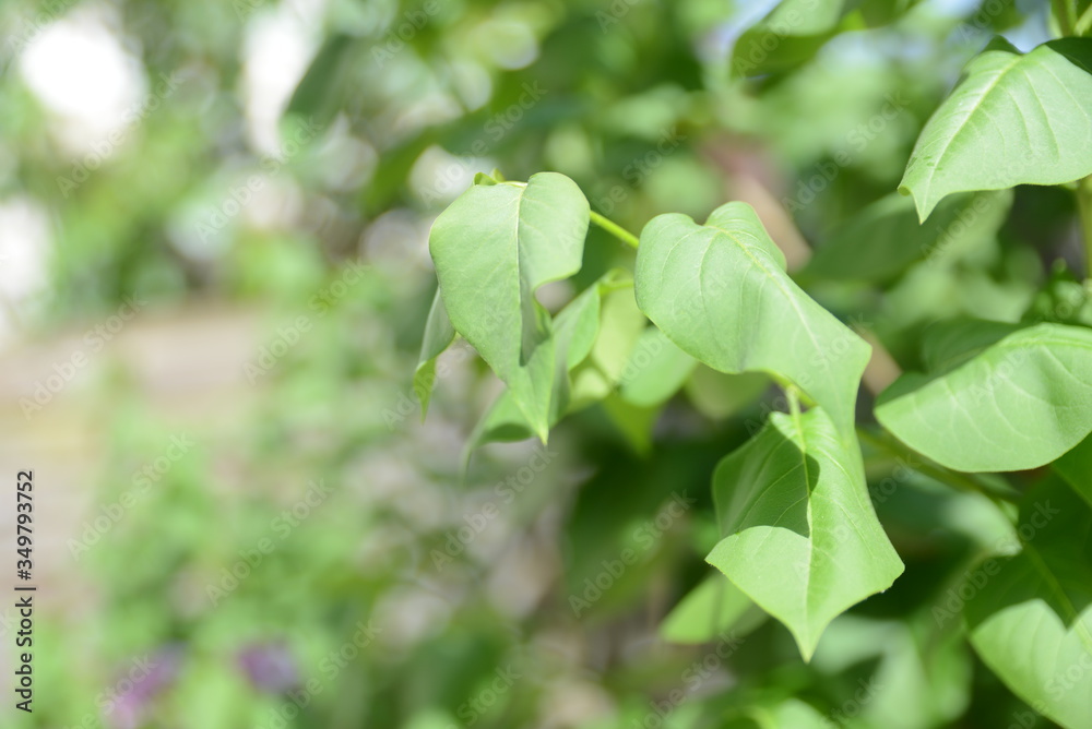 Obraz premium plante verte éclairée