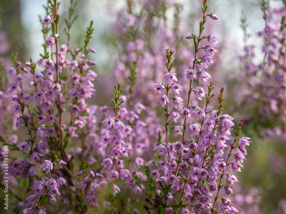 Fresh purple heather flowers in the forest in spring Fresh purple heather flowers in the forest in spring