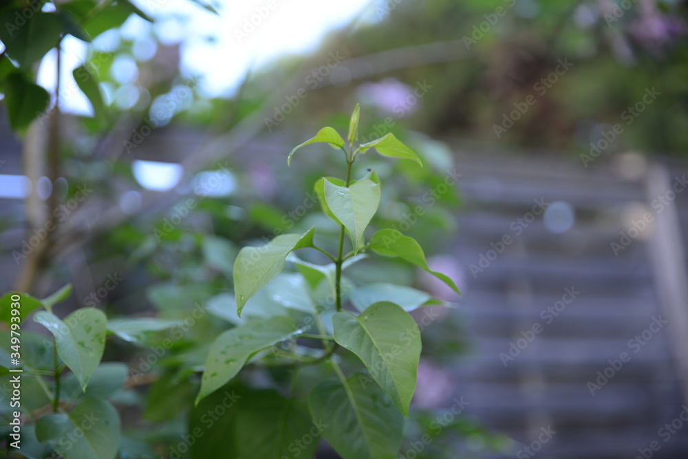 Obraz premium Une belle plante verte