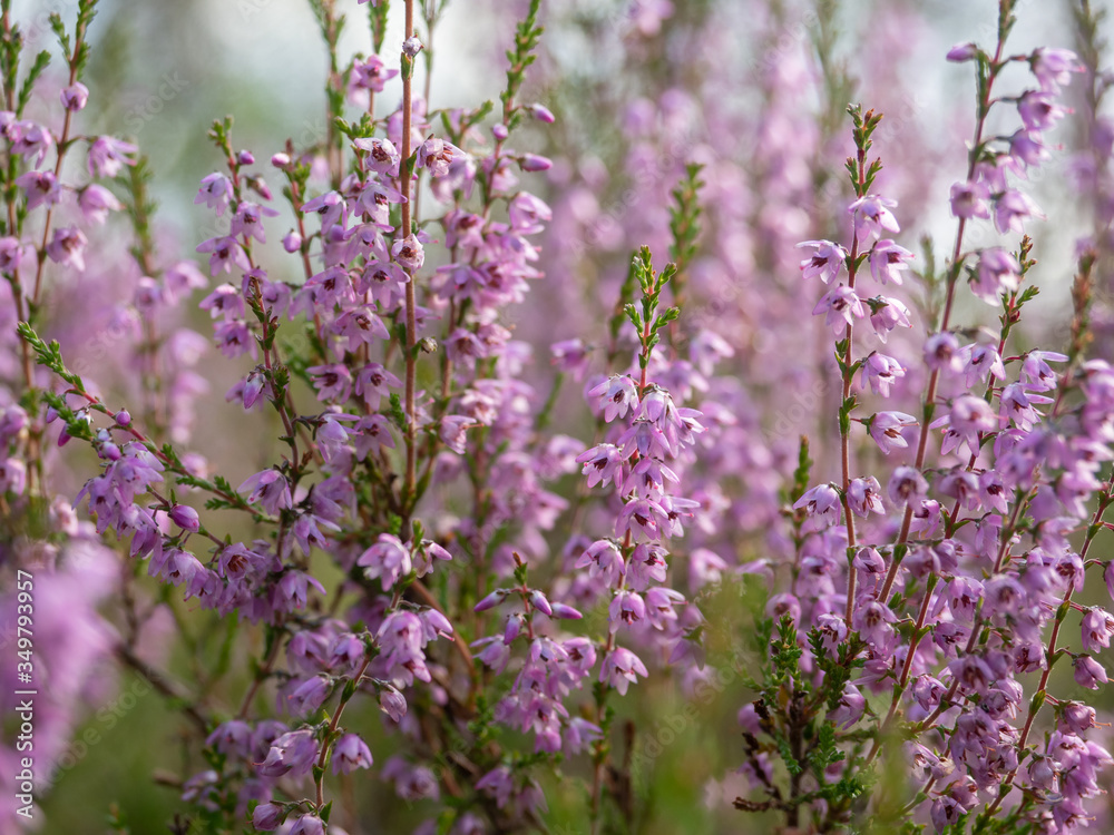 Fresh purple heather flowers in the forest in spring