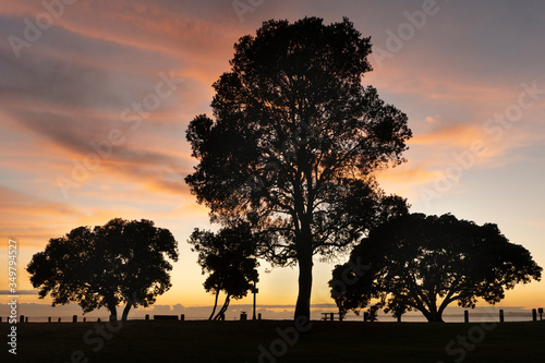 Silhouette Pohutukawa trees on Milford beach at sunrise