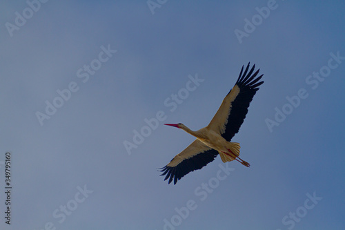 White stork flying not very high