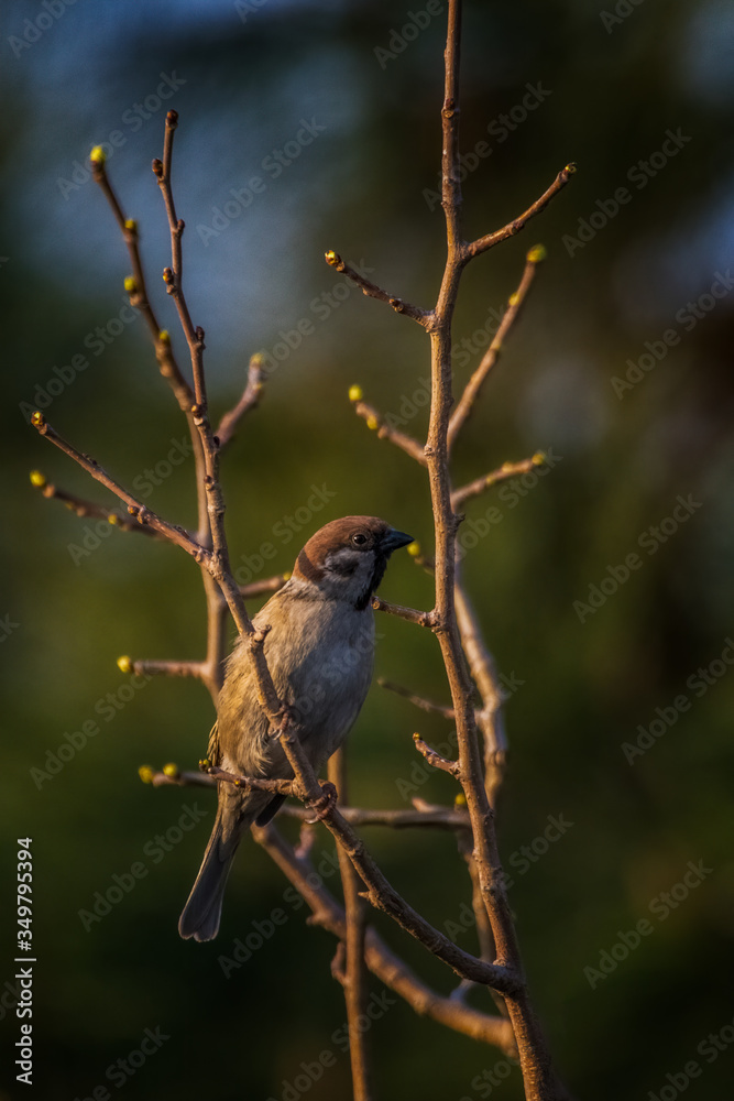 Fototapeta premium Eurasian Tree Sparrow