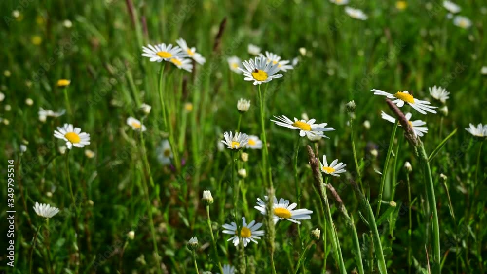 Ground view of blooming daisy with blue sky and sun in the background Ground view of blooming daisy with blue sky and sun in the background