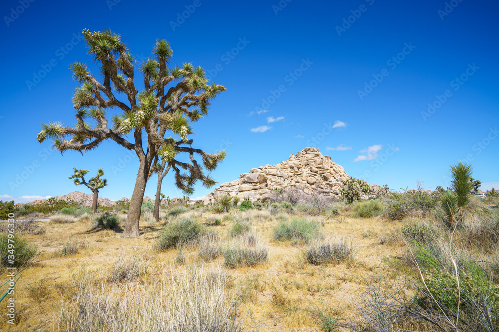 joshua tree national park joshua tree national park