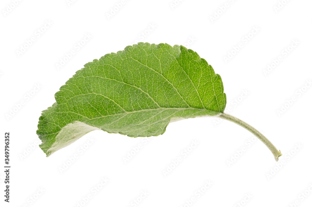 Obraz premium apple leaf, isolated on white background, clipping path,