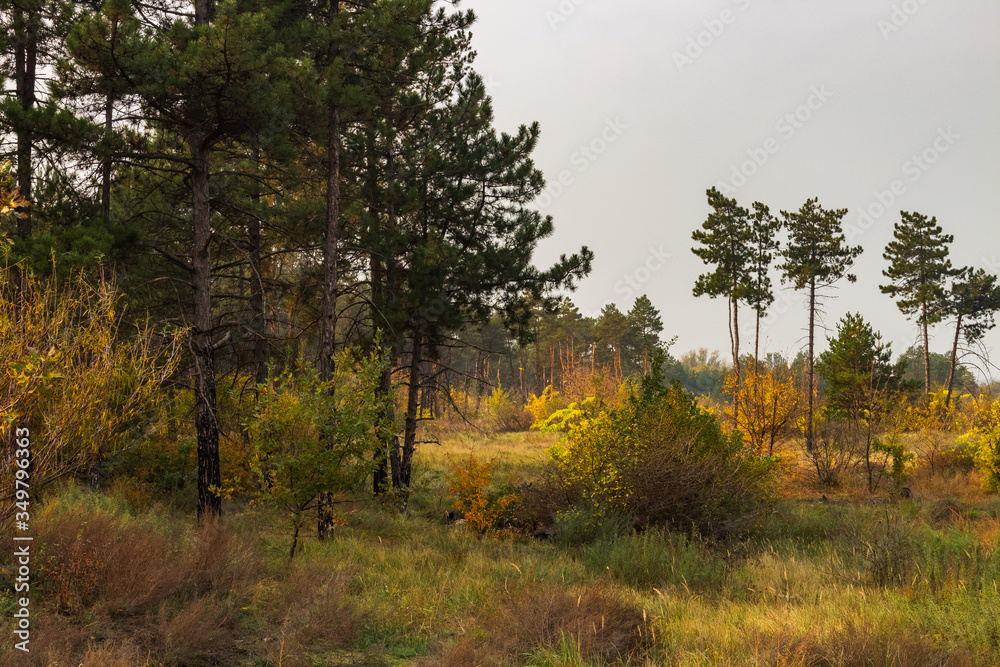 Autumn afternoon in the pine forest with green and yellow grass