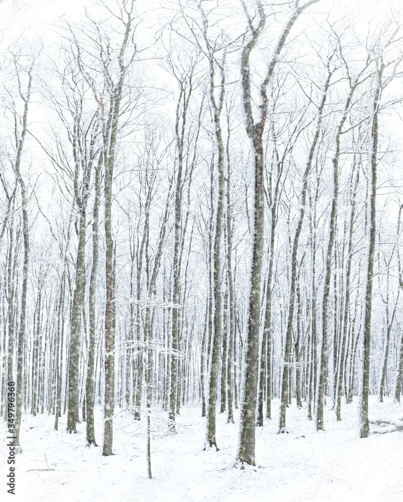 Snowy forest with falling snowflakes, Czech Republic