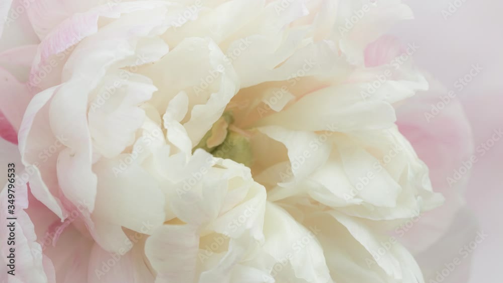 Close up view of a pale pink peony blossom opening. Macro shot of beautiful and delicate peony flower, layered petals in full bloom. 4k timelapse video Close up view of a pale pink peony blossom opening. Macro shot of beautiful and delicate peony flower, layered petals in full bloom. 4k timelapse video