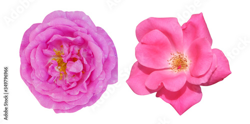 Camellia macro flower and tea rose on white isolated background
