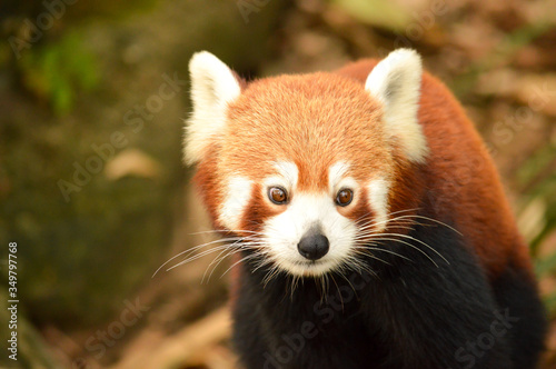 Portrait of a red panda