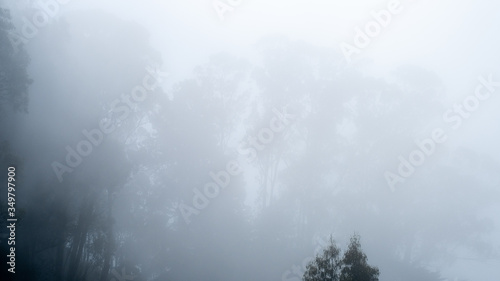 fog on a forest and trees in California