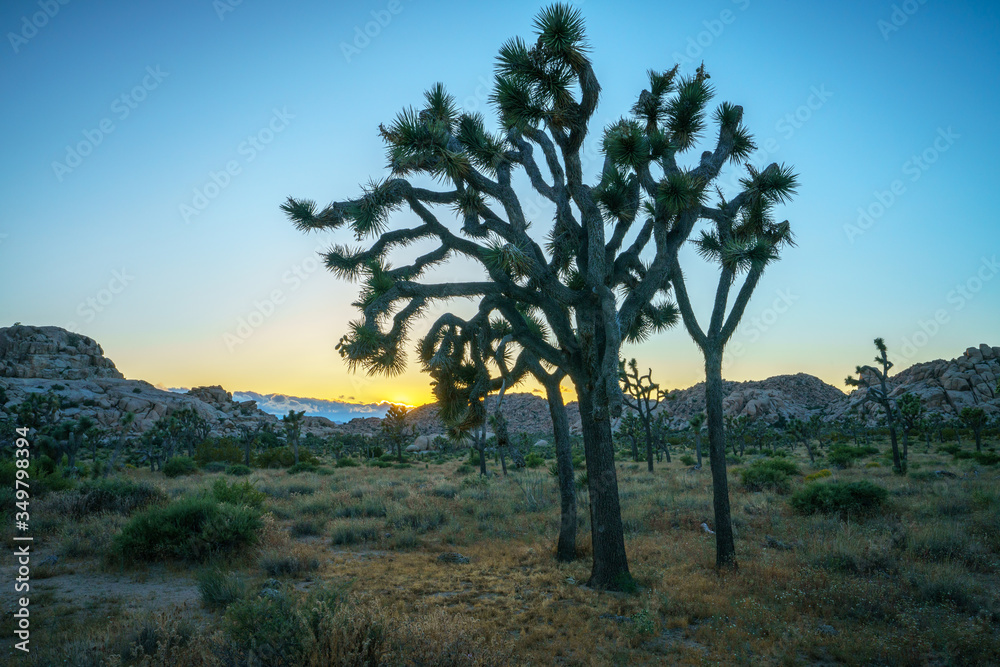 hiking the barker dam nature trail in joshua tree national park, california, usa