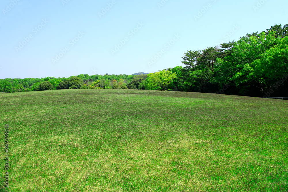 芝生広場　芝生公園　新緑の芝生　新緑の芝生広場　初夏の芝生広場　芝生　広場　新緑　公園　森林公園　青空広場　青空公園　グリーンパーク