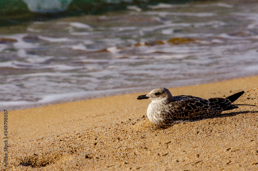 Gaviota descansando, Blanes Gaviota descansando, Blanes