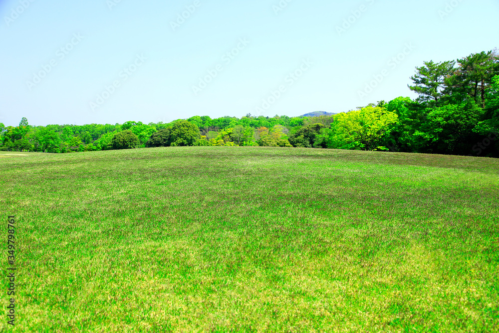 Obraz premium 芝生広場 芝生公園 新緑の芝生 新緑の芝生広場 初夏の芝生広場 芝生 広場 新緑 公園 森林公園 青空広場 青空公園 グリーンパーク