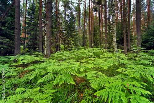 Ferns in the forest, among the birches, firs and pines