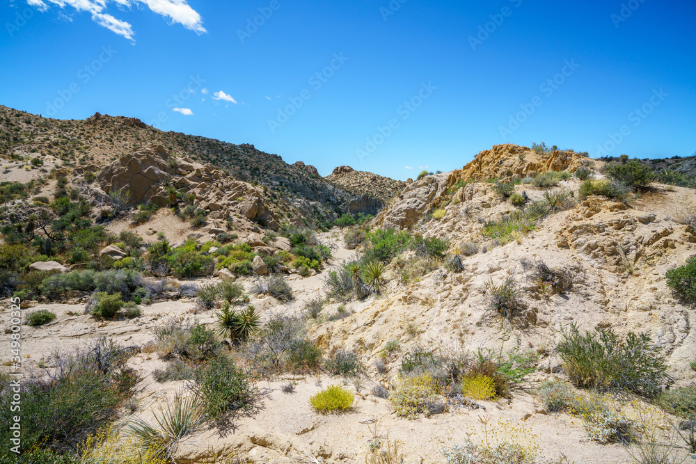 hiking the lost palms oasis trail in joshua tree national park, california, usa