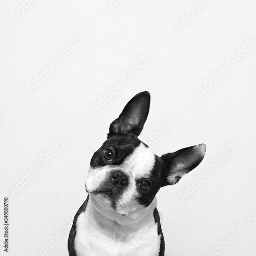 Portrait Of Boston Terrier Against White Background Fototapeta