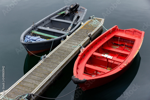 Barcas bicolor