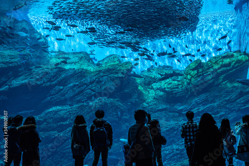 水族館の大水槽