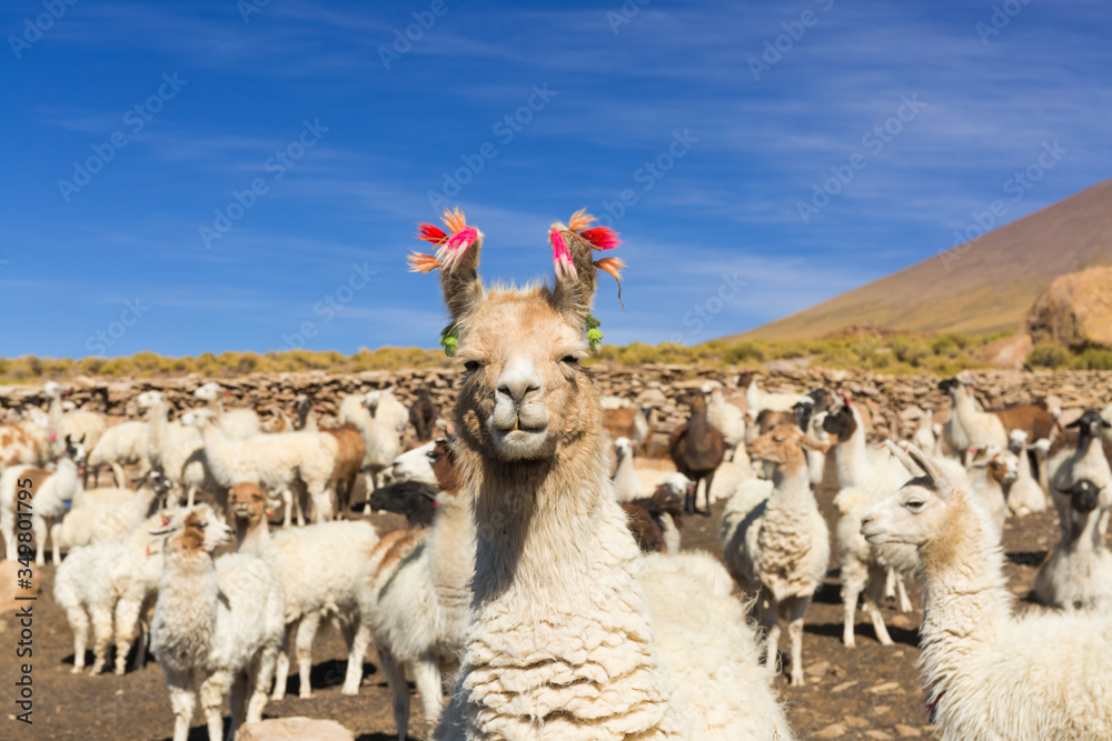 Llama nerd on a farm in the altiplano of Bolivia