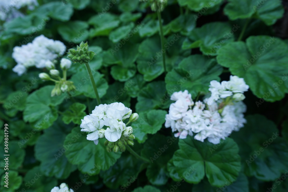 2020年5月のゼラニウム（Geraniums）