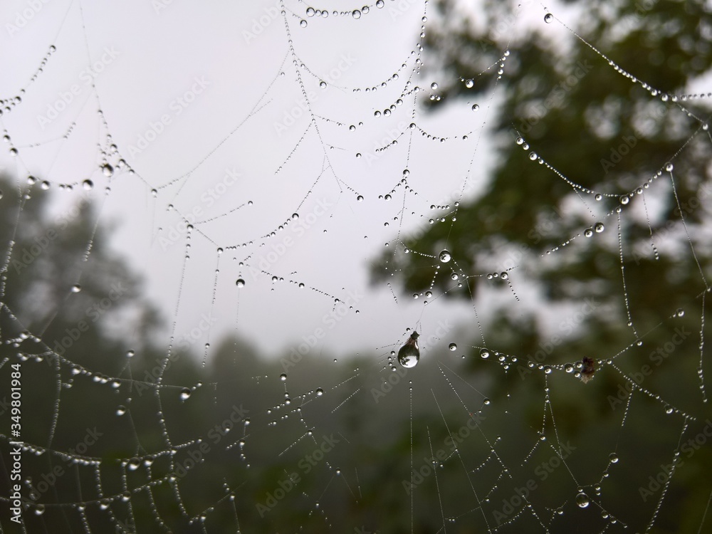 The spider web with water droplets in the woods