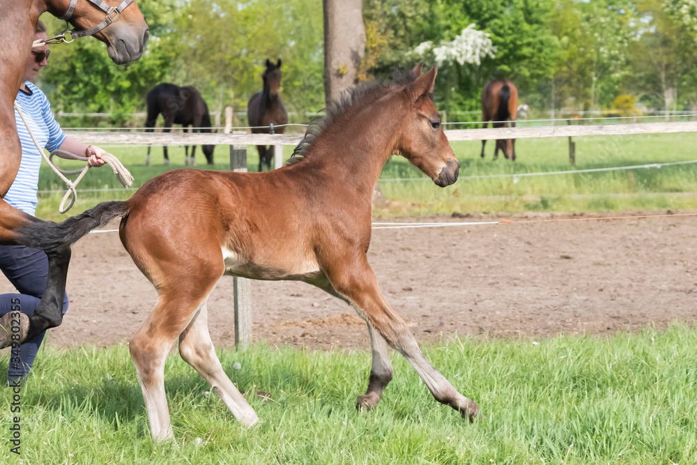 Cute small brown foal running in trot free in the field. Animal in motion. Stallion one week old Cute small brown foal running in trot free in the field. Animal in motion. Stallion one week old