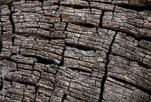 Tree bark macro with cracks