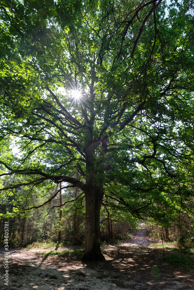 old oak tree in hiking path. Rambouillet forest