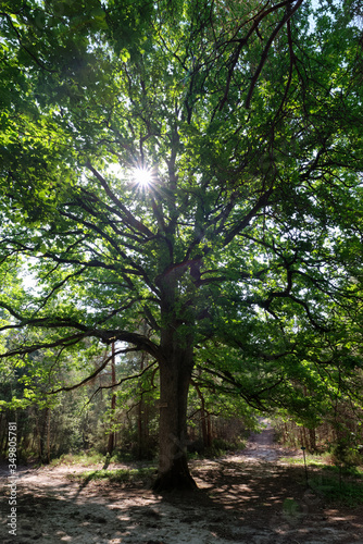 Fototapeta Naklejka Na Ścianę i Meble -  old oak tree in hiking path. Rambouillet forest