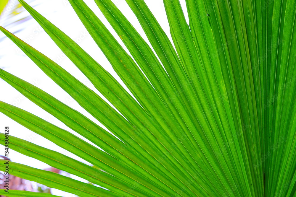 Obraz premium palm leaf (tree) and green l texture background