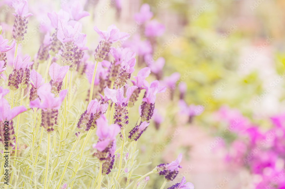Naklejka premium Summertime. Blooming lavender in a field