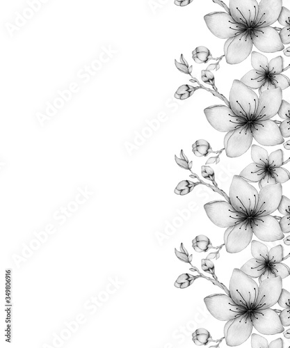 Wallpaper Mural romantic cherry blossom frame, realistic pencil drawing sakura flowers, floral illustration design for cards, invitation or mothers day  Torontodigital.ca