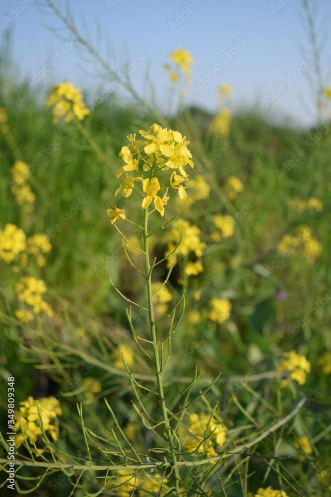 Obraz premium 河原の花