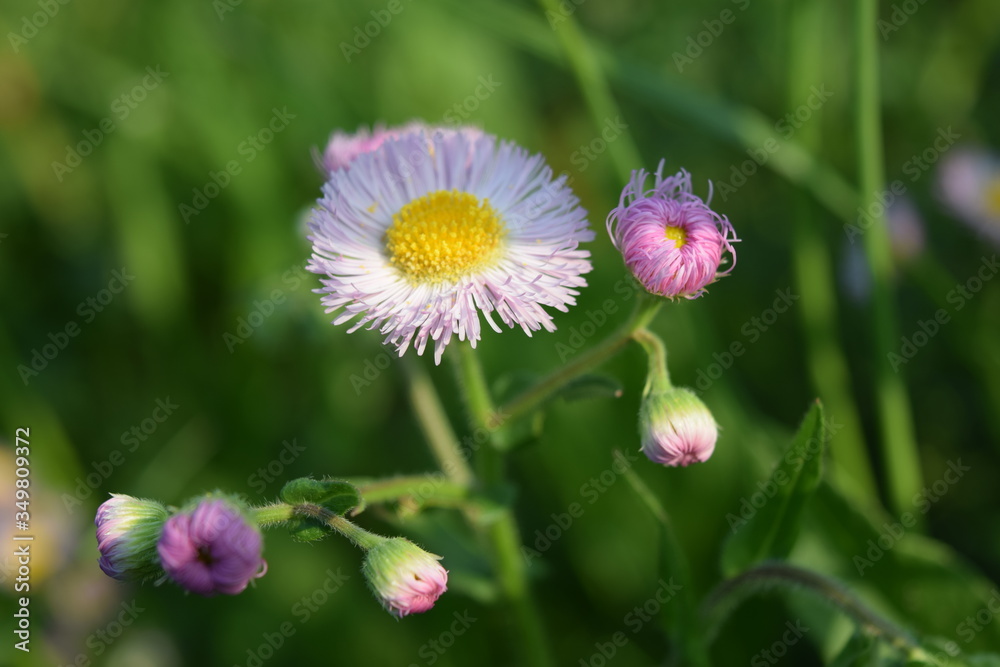 Obraz premium Kwiat rzeczny