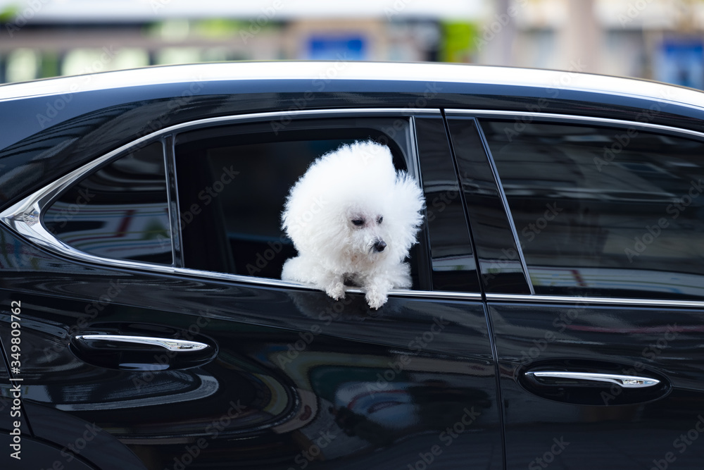 A beautiful Bichon Frize dog is looking out a car window along a street in Taipei, Taiwan. The Bichon Frize is a small breed of dog of the bichon type.