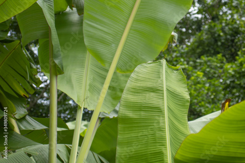 banana leaf on a tree photo