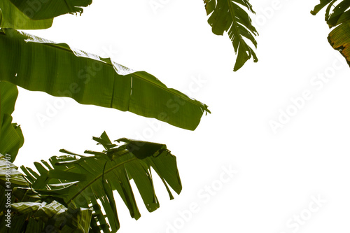 green leaves banana on a white background photo
