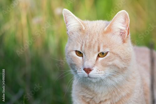 Cat in the green grass. Beautiful red cat with yellow eyes, outdoors © Tatiana