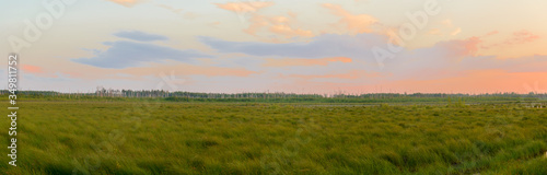 Summer evening landscape with a lake overgrown with grass
