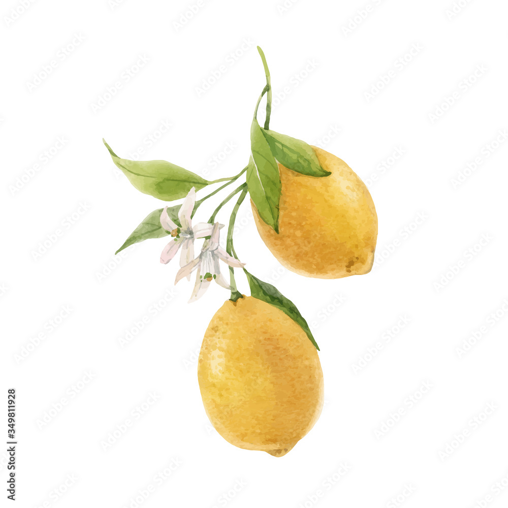 Beautiful vector image with watercolor hand drawn lemon fruit painting. Stock illustration.