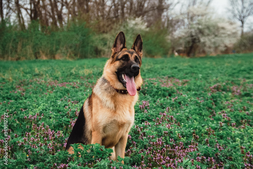 German shepherd in nature. The dog is sitting in a clear green field. Sheepdog poses.