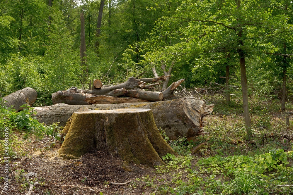 tree stump in the forest
