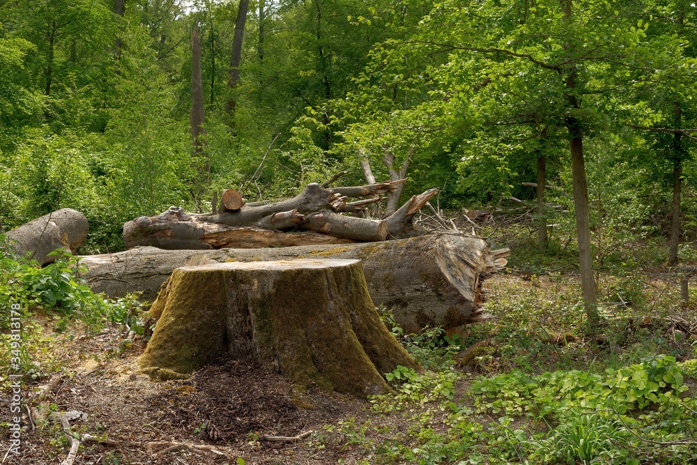 Tree Stump in a Cleared Forest Tree Stump in a Cleared Forest