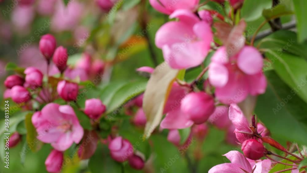 Pink Apple Trees Blossom in Spring Orchard, moving focus. Pink Apple Trees Blossom in Spring Orchard, moving focus.