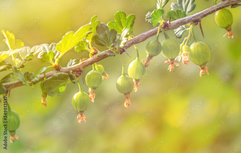 Green juicy berries on a spiky bush of gooseberry in a spring garden