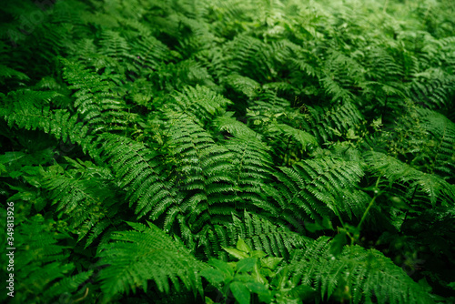 Thick green fern in the forest after rain. The surrounding nature in the forest.