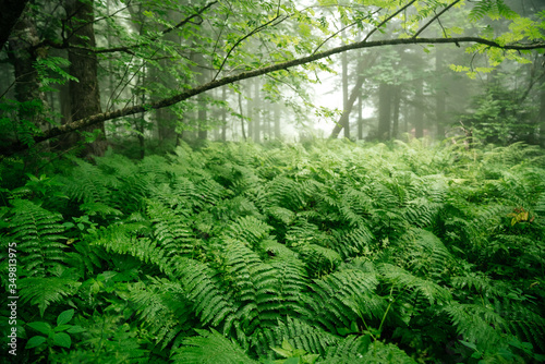 Thick green fern in the forest after rain with fog and trees. The surrounding nature in the forest and tranquility.